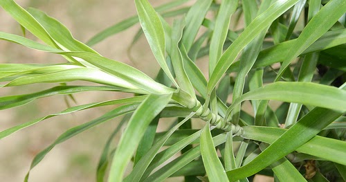 Cây Bồng bồng. Dracaena angustifolia Roxb - Cây Thuốc Nam Quanh Ta